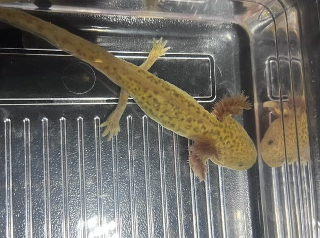 Copper Axolotl 3-5”