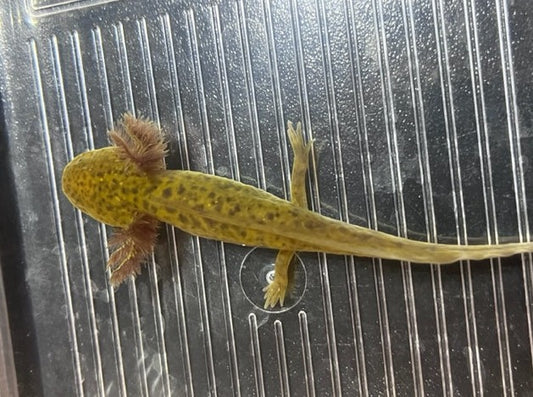 Copper Axolotl 3-5”