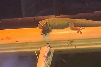 Electric Blue Day Gecko (Lygodactylus williamsi)