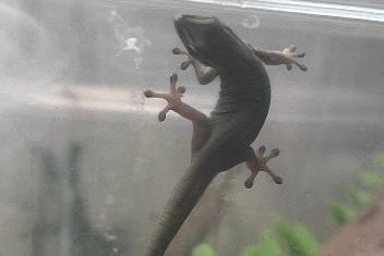 Electric Blue Day Gecko (Lygodactylus williamsi)
