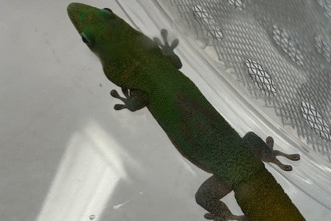 Adult female Angularis gecko - Phelsuma laticauda angularis