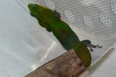 Adult female Angularis gecko - Phelsuma laticauda angularis
