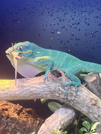 Giant Blue Beauty Anole Juveniles