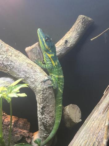 Giant Blue Beauty Anole Juveniles