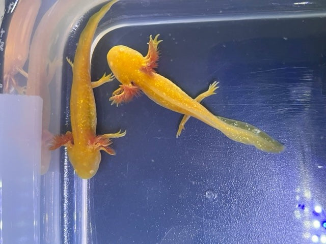 Golden Albino Axolotl 3-4”