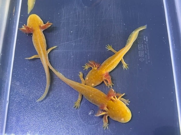 Golden Albino Axolotl 3-4”