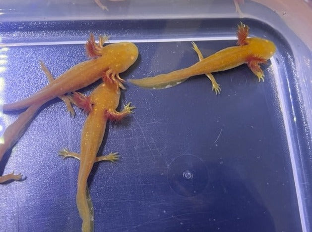 Golden Albino Axolotl 3-4”