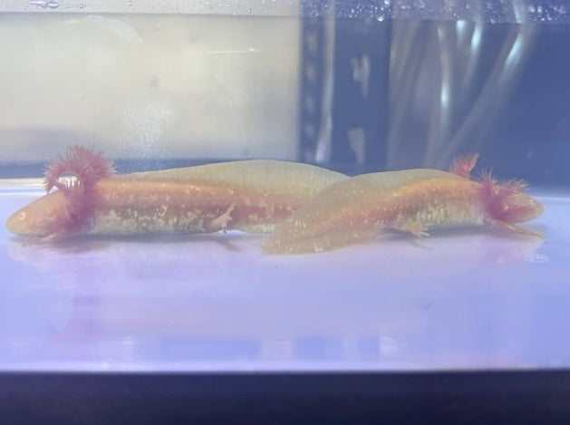 Golden Albino Axolotl 3-4”