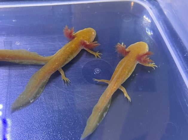 Golden Albino Axolotl 3-4”