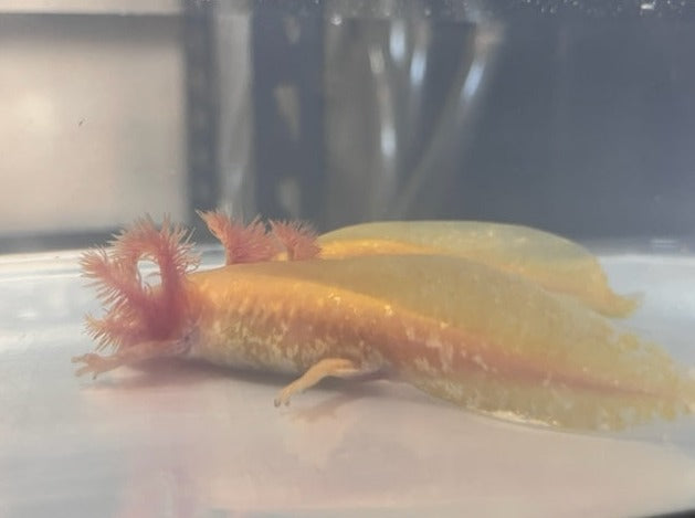 Golden Albino Axolotl 3-4”