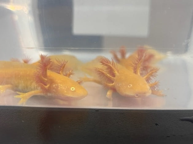 Golden Albino Axolotl 3-4”