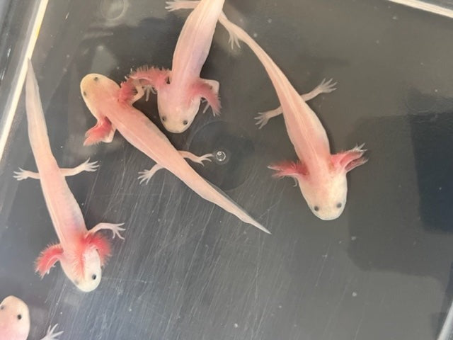 Leucistic Axolotl 3-4”