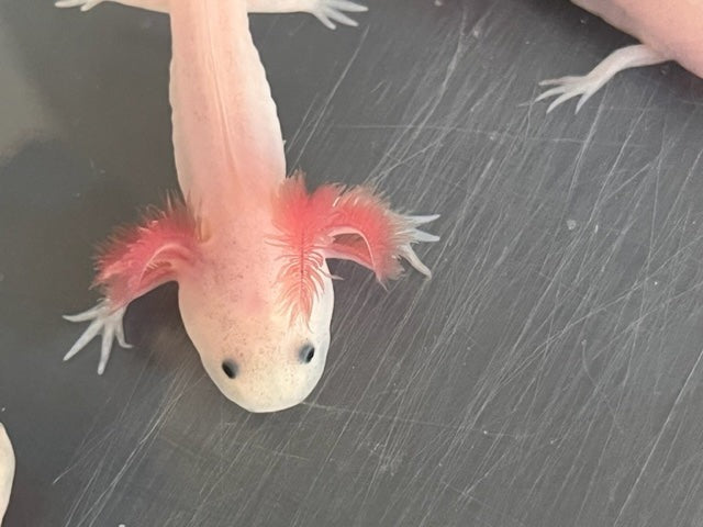 Leucistic Axolotl 3-4”