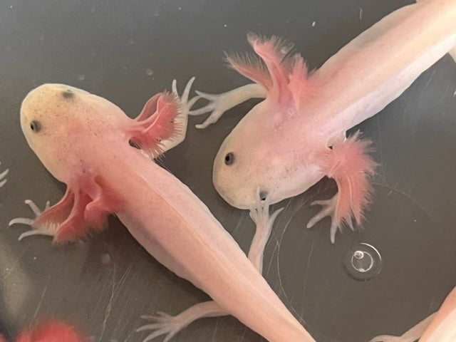 Leucistic Axolotl 3-4”