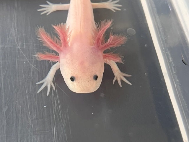 Leucistic Axolotl 3-4”