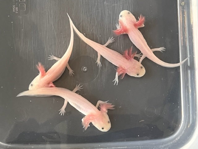 Leucistic Axolotl 3-4”