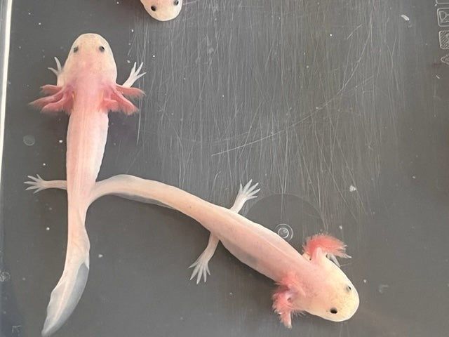 Leucistic Axolotl 3-4”