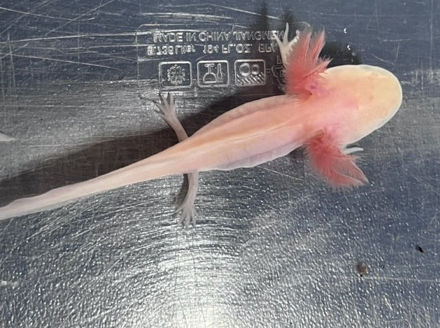 Albino Axolotl 3-4”
