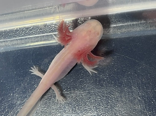 Albino Axolotl 3-4”