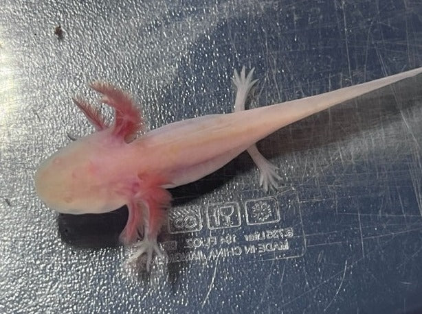 Albino Axolotl 3-4”