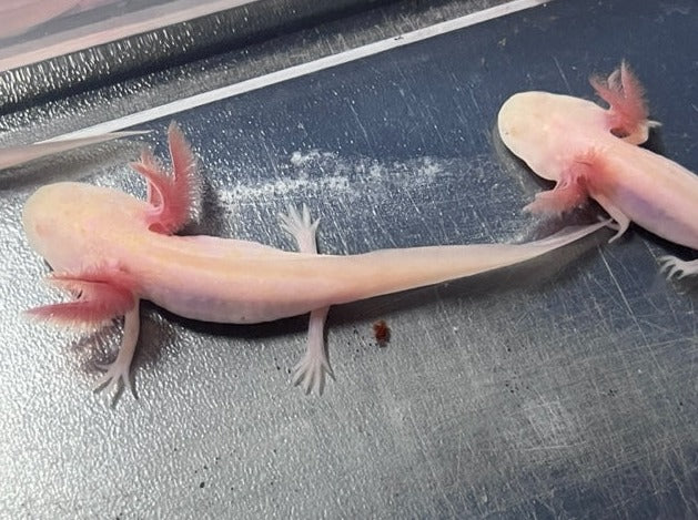Albino Axolotl 3-4”