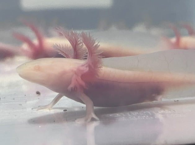 Albino Axolotl 3-4”