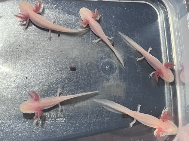 Albino Axolotl 3-4”