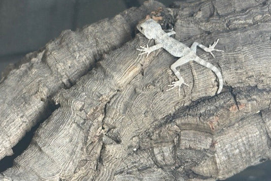 Scorpion tail geckos (Pristurus carteri)