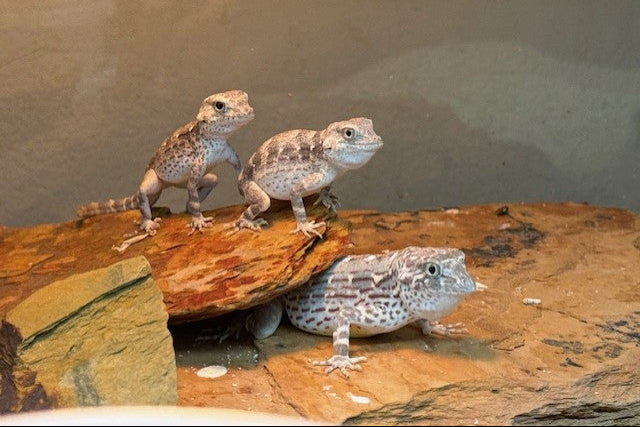 Scorpion tail geckos (Pristurus carteri)