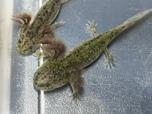 Wild Axolotl 5-6”