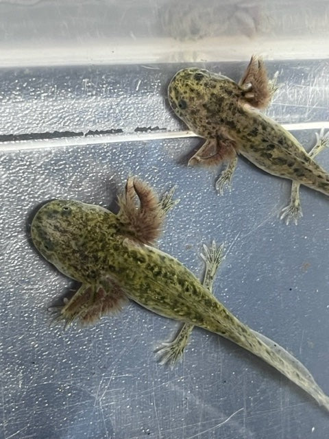Wild Axolotl 5-6”