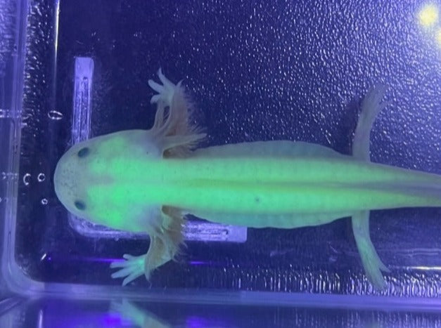 GFP Leucistic Axolotl 3-4”