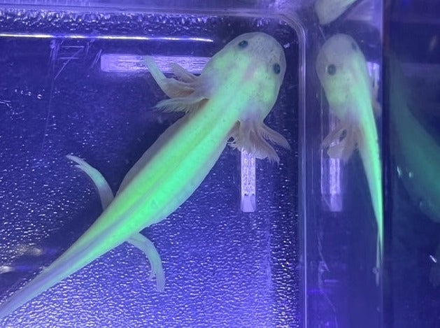 GFP Leucistic Axolotl 3-4”