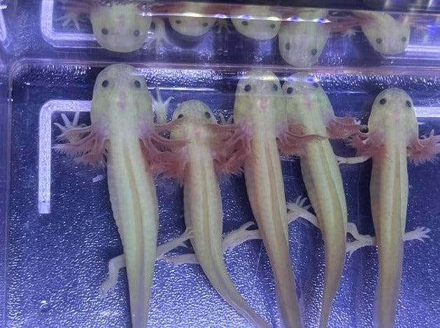 GFP Leucistic Axolotl 3-4”