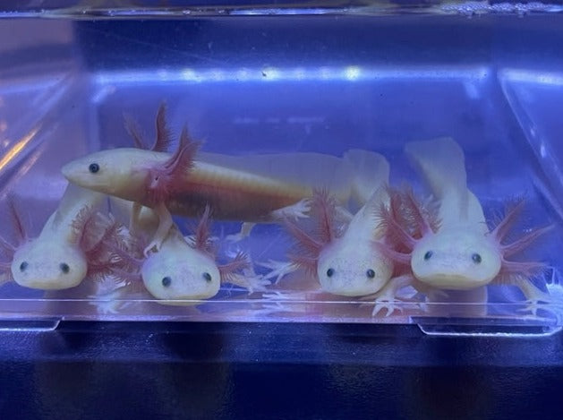 GFP Leucistic Axolotl 3-4”