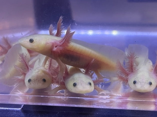 GFP Leucistic Axolotl 3-4”