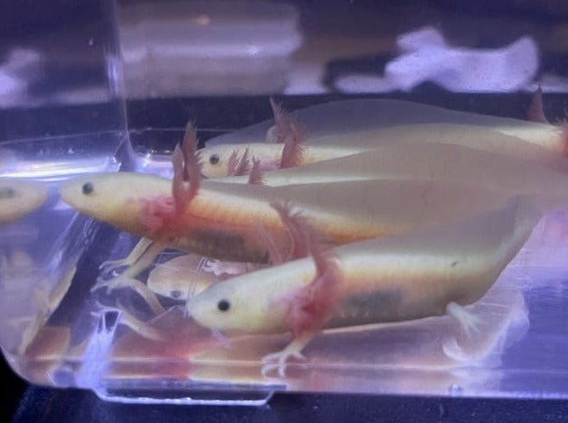 GFP Leucistic Axolotl 3-4”