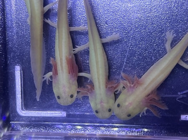 GFP Leucistic Axolotl 3-4”
