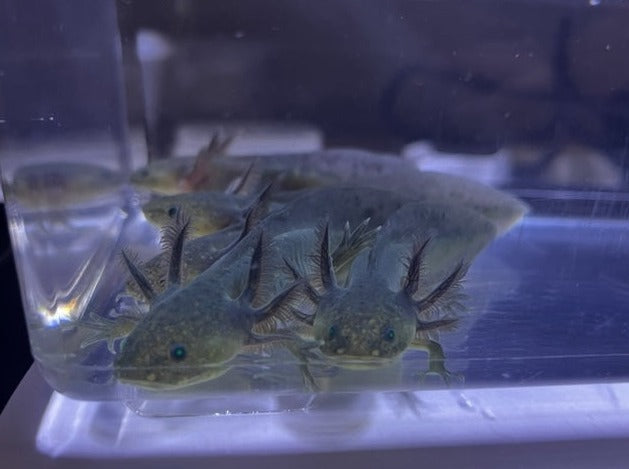 Melanoid Axolotl 3-4"