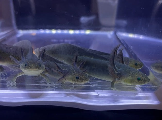 Melanoid Axolotl 3-4"