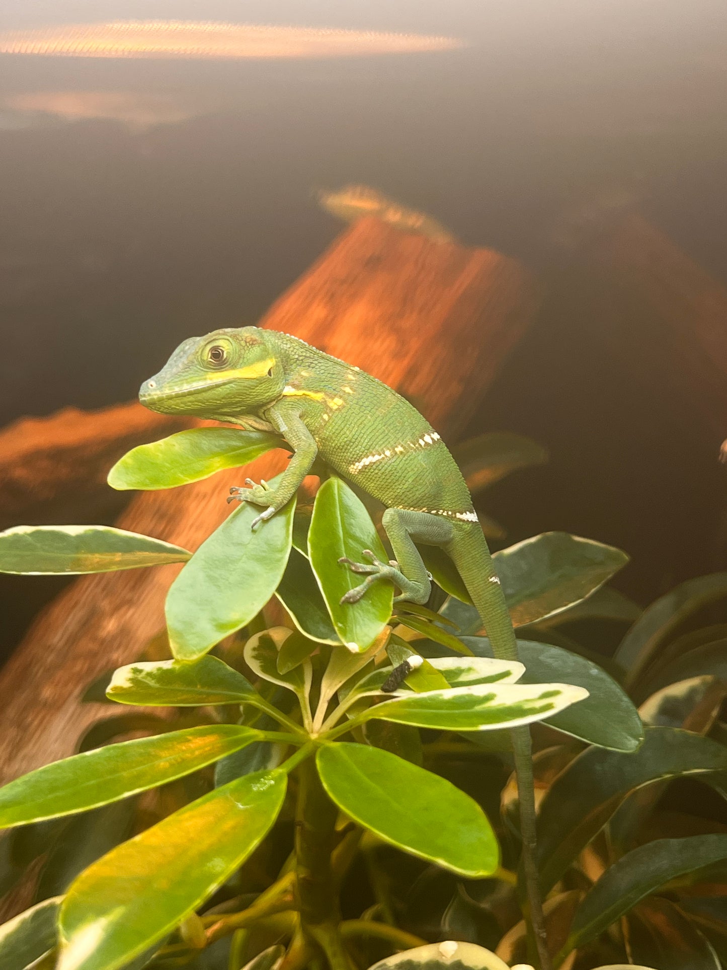 Giant Blue Beauty Anole Juveniles