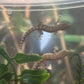 Mourning Gecko - Lepidodactylus lugubris