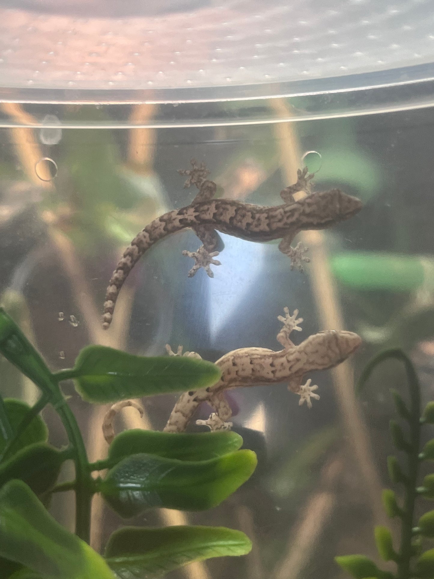 Mourning Gecko - Lepidodactylus lugubris