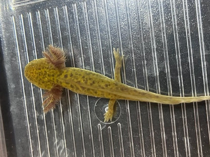 Copper Axolotl 3-5”