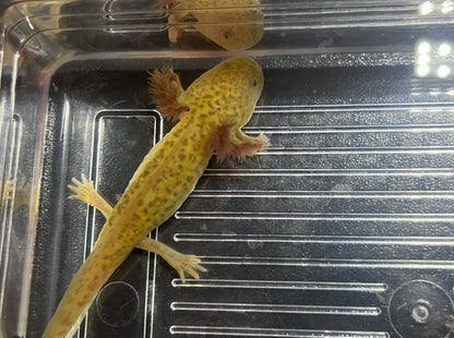 Copper Axolotl 3-5”