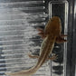 Copper Melanoid Axolotl 3-4"