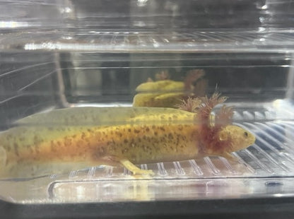 Copper Axolotl 3-5”