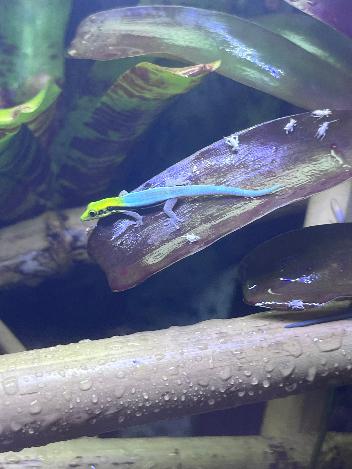 Neon Day Gecko - Phelsuma klemmeri