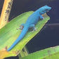 Electric Blue Day Gecko - Lygodactylus williamsi