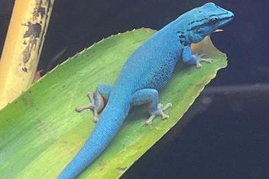 Electric Blue Day Gecko (Lygodactylus williamsi)